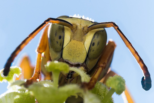 Close up portrait of wasp with bright blue sky in background