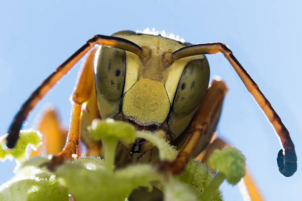 vespa com manchas verdes olhos sobre verde folhas - pollen magnification high scale magnification yellow imagens e fotografias de stock