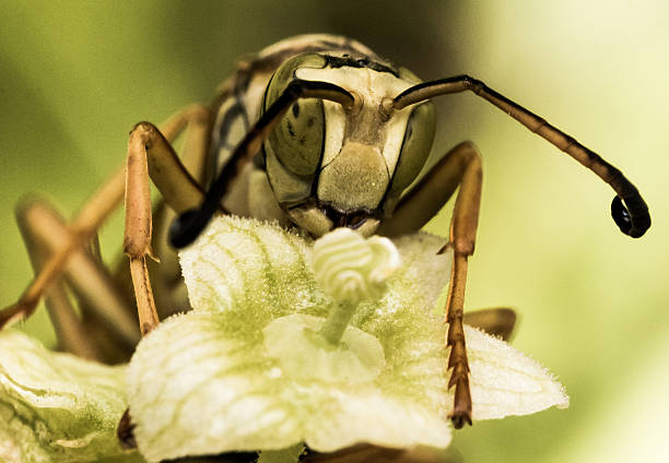 vespa com manchas verdes olhos em flor-verde - pollen magnification high scale magnification yellow imagens e fotografias de stock