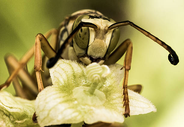 оса с зелеными глазами на зеленый цветочный узор - pollen magnification high scale magnification yellow стоковые фото и изображения