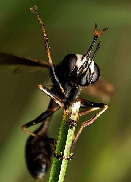 preto vespa com asa partidas na planta verde - pollen magnification high scale magnification yellow imagens e fotografias de stock