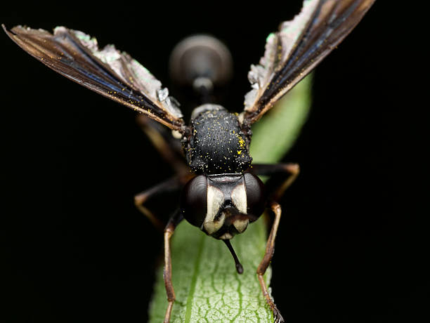 preto vespa com asa partidas na planta verde - pollen magnification high scale magnification yellow imagens e fotografias de stock