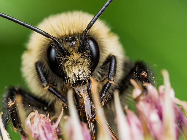 istock Fuzzy Yellow Bumble Bee shows off Red Mouthparts 492644040