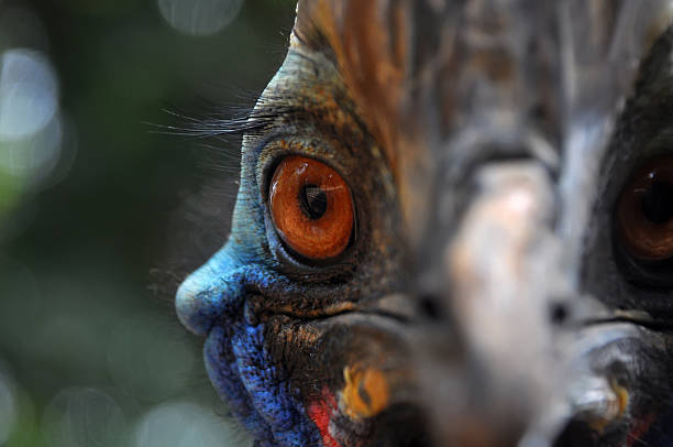 istock Eyes of Cassowary Bird 492644062