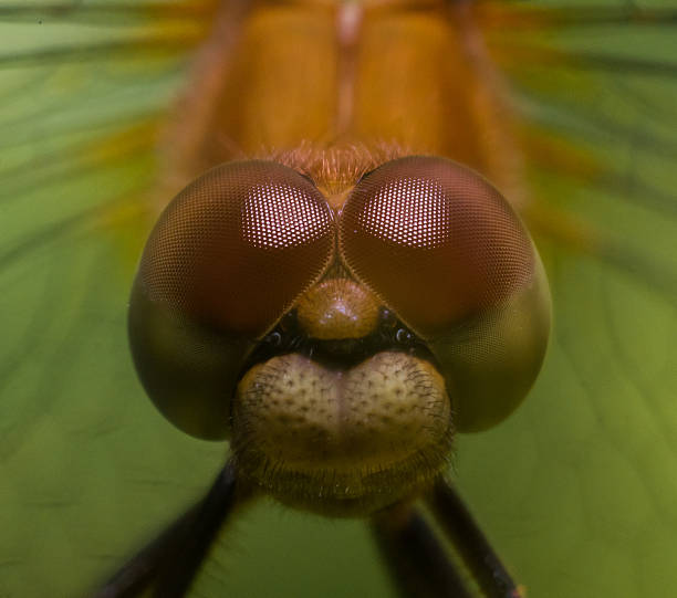 istock Close Up Portrait of Dragonfly Face 492644264