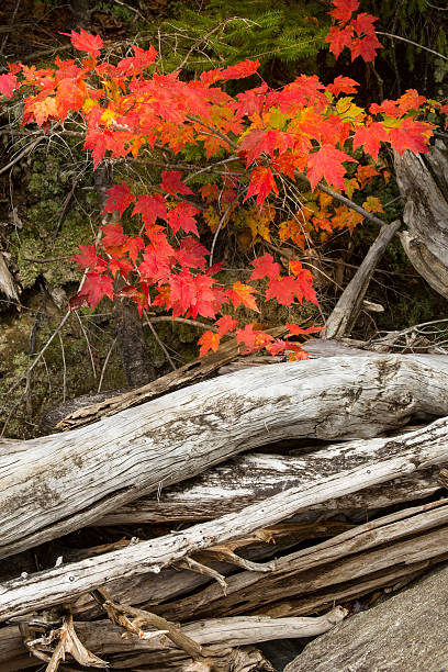 istock Red leaves of a maple tree and driftwood logs. 492644336