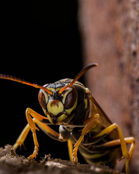 avispa del papel protecciones nest - pollen magnification high scale magnification yellow fotografías e imágenes de stock