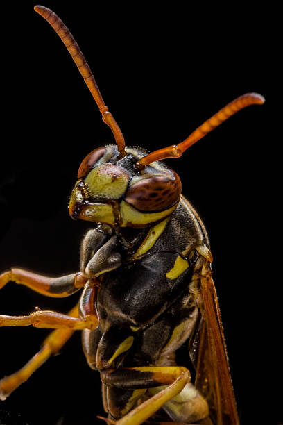 avispa del papel protecciones nest - pollen magnification high scale magnification yellow fotografías e imágenes de stock