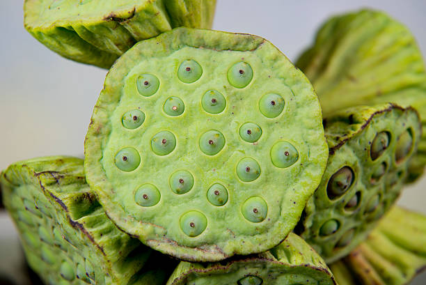 istock Close Up of Lotus seeds. 492644536