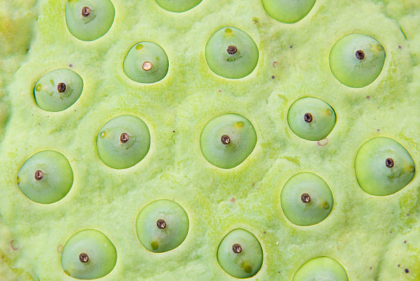 istock Close Up of Lotus seeds. 492644602
