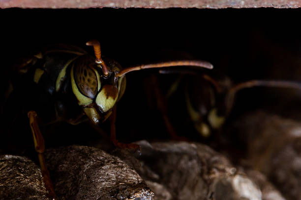 papel wasps ninho de protecção - pollen magnification high scale magnification yellow imagens e fotografias de stock