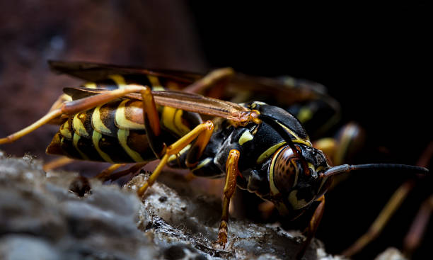 papel wasps ninho de protecção - pollen magnification high scale magnification yellow imagens e fotografias de stock