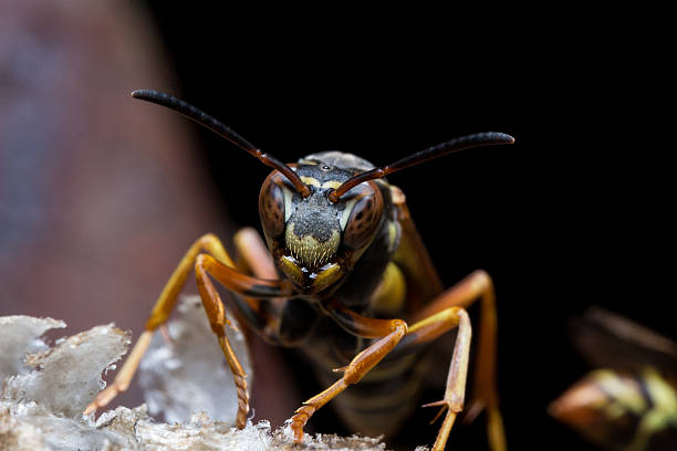 papel wasps ninho de protecção - pollen magnification high scale magnification yellow imagens e fotografias de stock