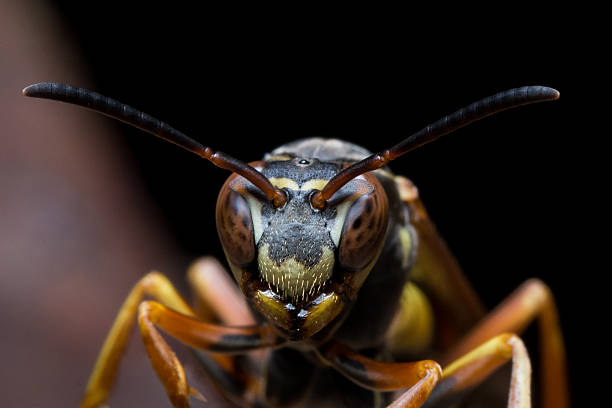 papel wasps protección nest - pollen magnification high scale magnification yellow fotografías e imágenes de stock