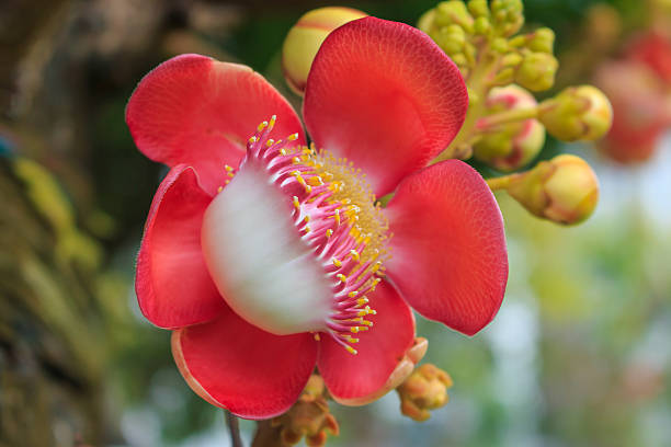 abricó-de-flor (couroupita guianensis) sobre fundo verde, foco seletivo - lank - fotografias e filmes do acervo