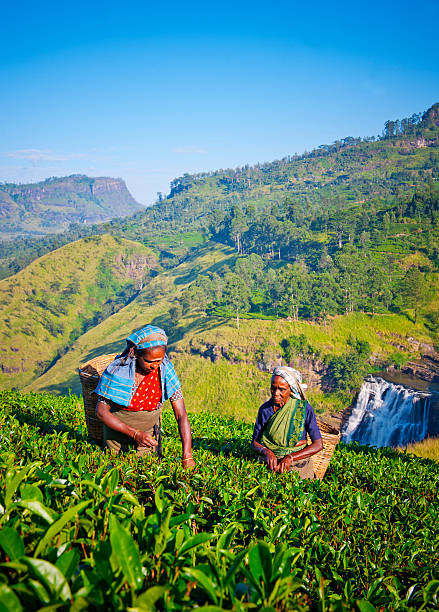 istock Sri Lankan Women Picking Tea Leaves Concept 492652706