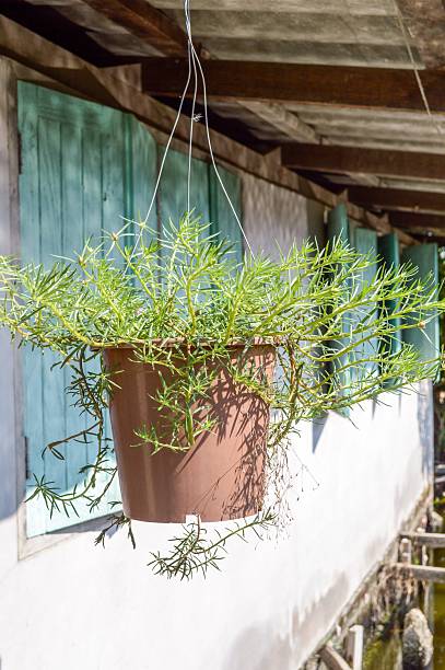 istock Pusley flower tree pot hanging on roof 492653290