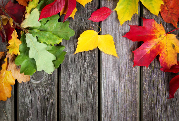 istock Multicolored leaves on old wooden background 492653302
