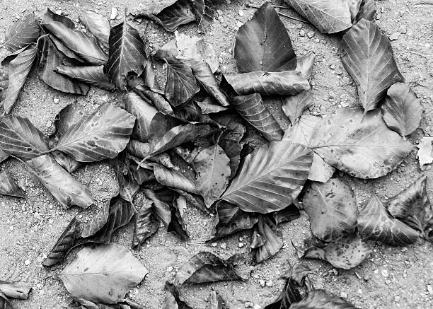foto preto e branco seco folhas caídas - 3107 - fotografias e filmes do acervo