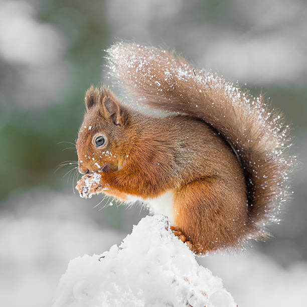 istock Red Squirrel gathering food to survive the Winter 492664714