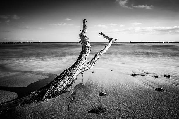 istock Trunk on shore of the Baltic Sea 492665216