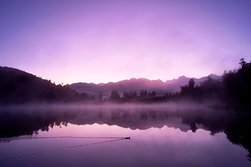 Dawn on New Zealand's South Island, and a duck glides across the mirror-like surface of Lake Matheson.