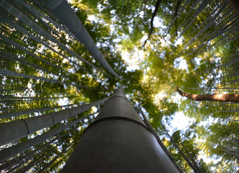 Looking up a detail of a large bamboo stalk in a bamboo grove.