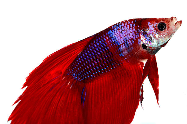 istock Colorful of  Betta Fish closeup. 492667804