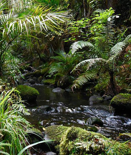 istock Bush stream North island New Zealand 492667832