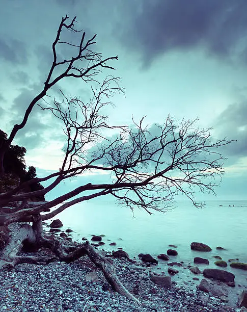 Rugen Island Seascape with Boulders and Treetrunk under Cloudy Sky at Dawn