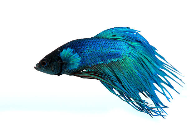 istock Colorful of  Betta Fish closeup. 492668450