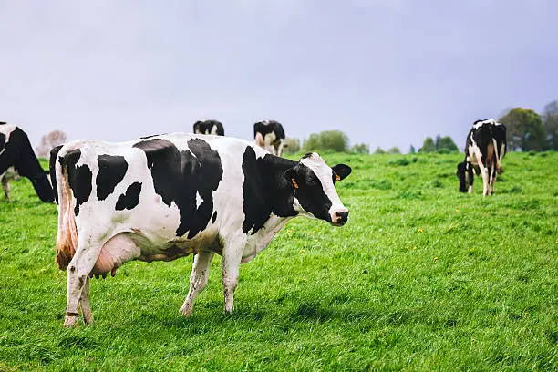 Photo of Cows on meadow with green grass