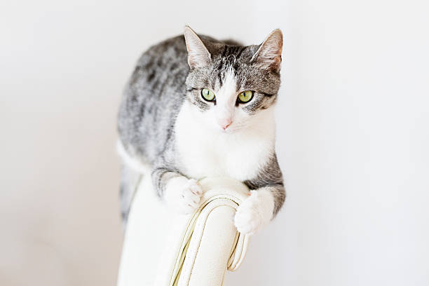istock cute tabby cat sitting on chair 492670490