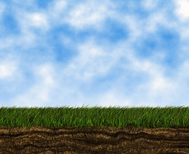istock bright growing green grass on a blue sky backgrounds 492671404