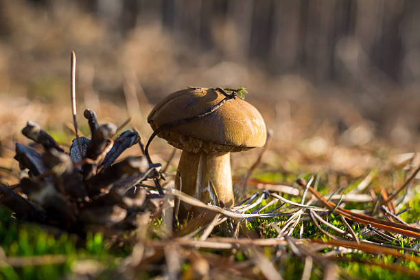 Small mushroom and pine cone stock photo