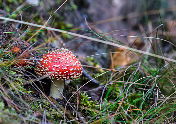 Toadstool in the grass stock photo
