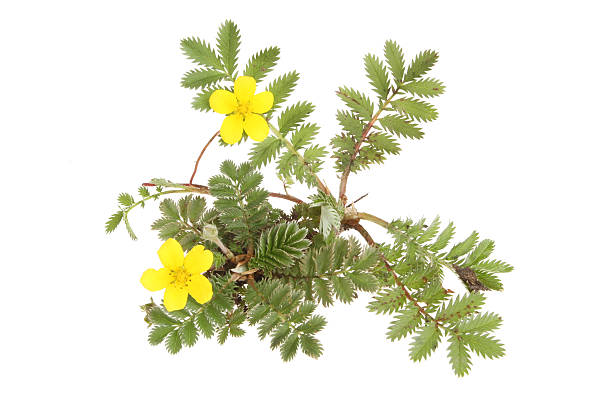 Silverweed Silverweed, Potetilla anserina, wild flowers and foliage isolated against white potentilla anserina stock pictures, royalty-free photos & images