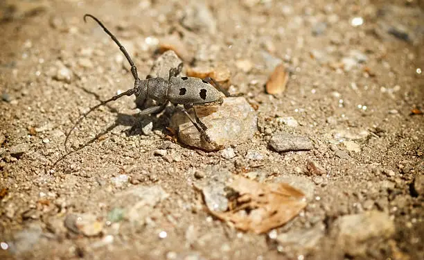 Bug beetle on sandy ground (bug - close up)