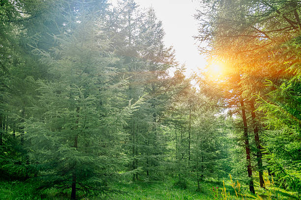istock summertime green trees in the forest 492675590