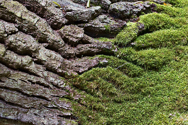 textured bark of an old oak