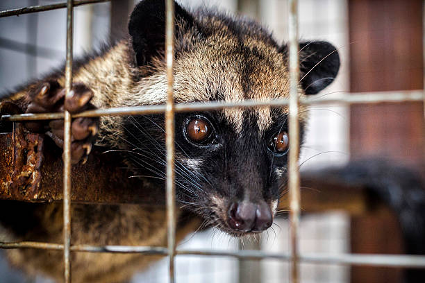 istock Coffee Luwak, Indonesia 492675824