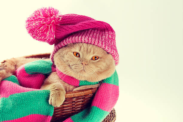 istock Cat wearing a knitting hat and a scarf 492675858