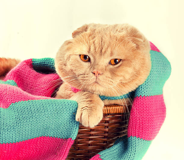 istock Cat wearing knitted scarf sitting in a basket 492675882