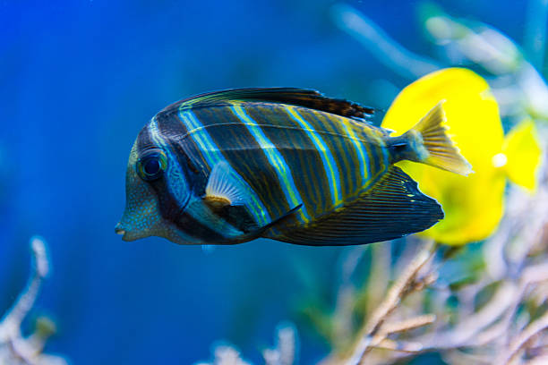 istock Colorful fish in aquarium 492676934