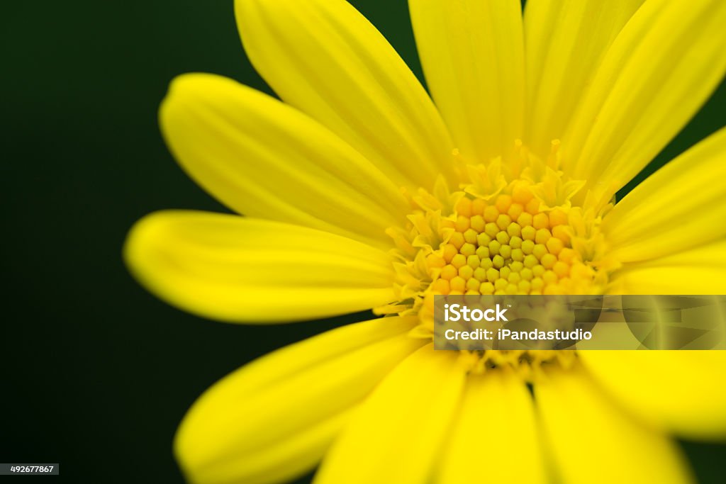 Close up of yellow daisy  background During the day,this is a close-up view of a yellow daisy,the yellow daisy did indeed look like gold as brightly Backgrounds Stock Photo