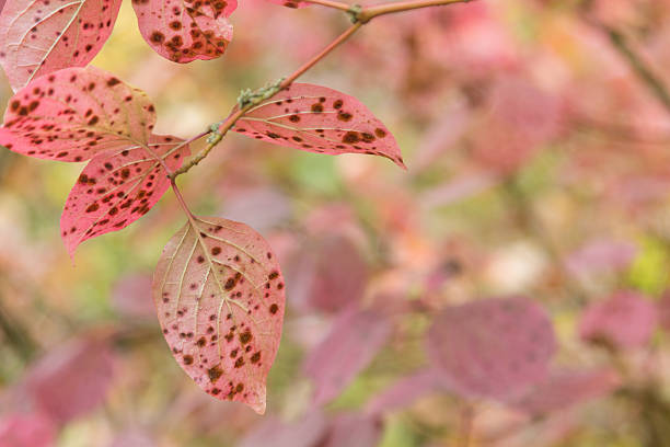 istock Pink Leaves In Autumn 492678620