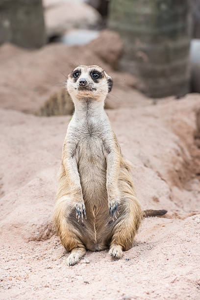 istock Alert meerkat (Suricata suricatta) standing on guard 492678719
