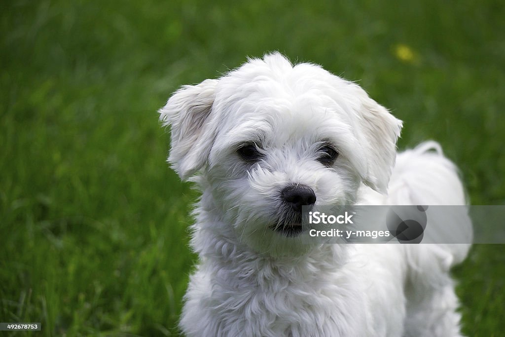 Maltese a little dog Maltese Dog Stock Photo