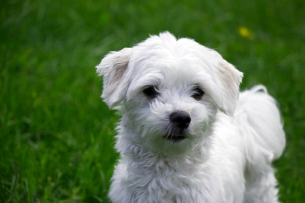 malteser - looking up one animal looking at camera posing стоковые фото и изображения