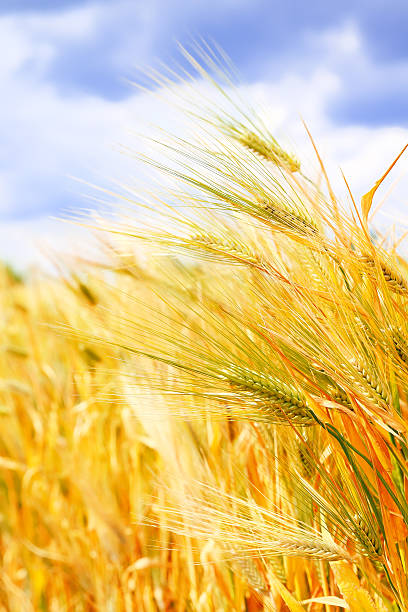 istock Close up of ripe wheat ears 492678945